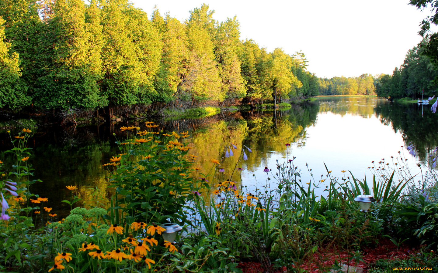 Природа лес озеро лето река цветы